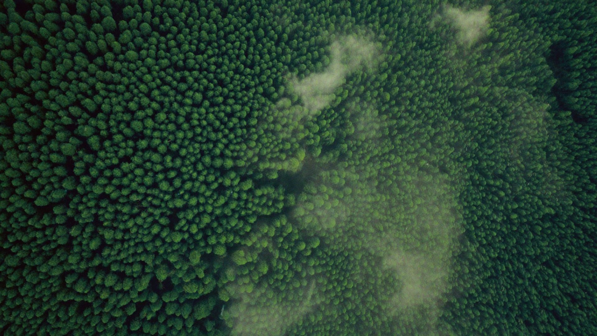 Aerial view of dense pine forest with morning mist