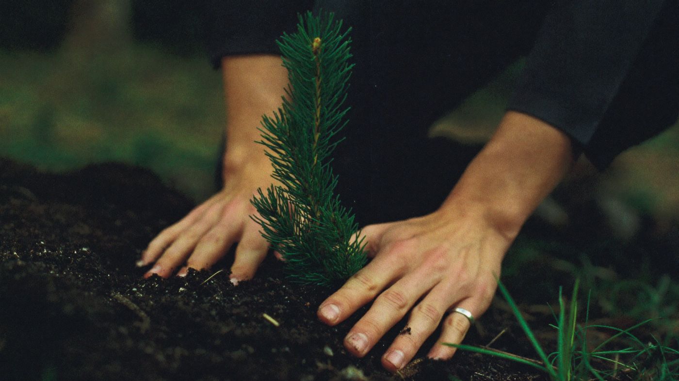 Hands planting a young pine seedling in dark soil
